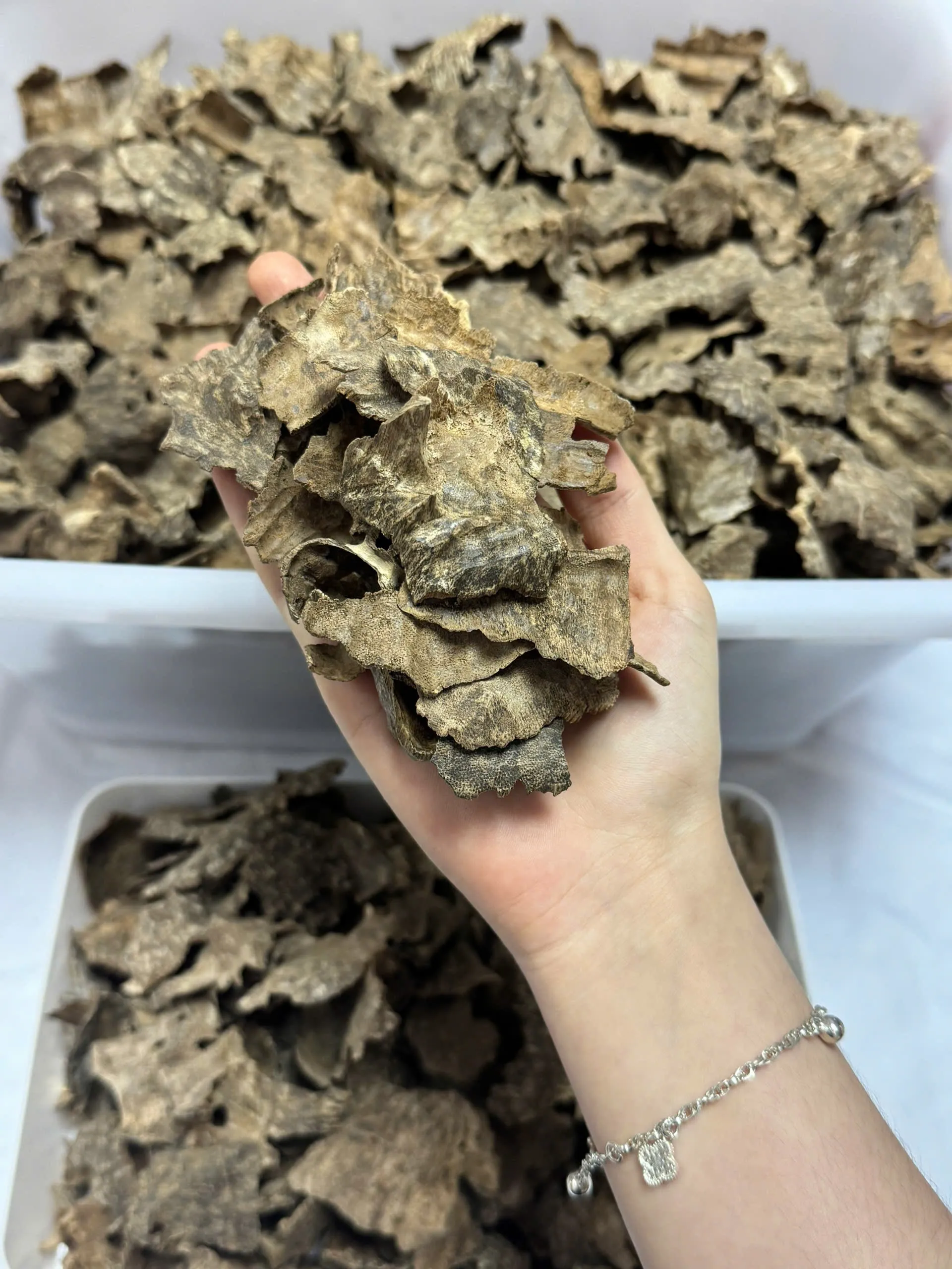 Premium Char Oud Mini – Natural Vietnamese Agarwood Chips for Daily Incense Burning